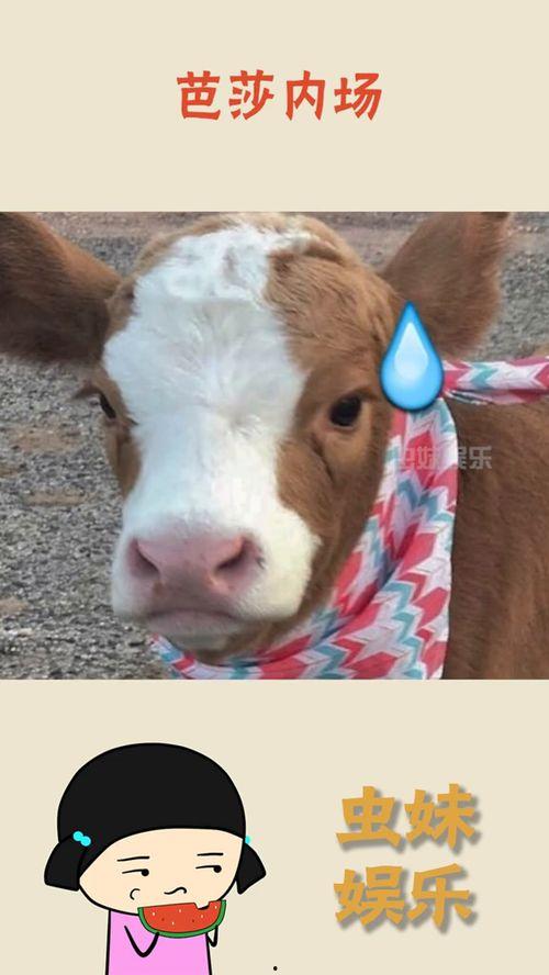 娱乐吃瓜酱猪猪,揭秘娱乐圈那些不为人知的幕后故事